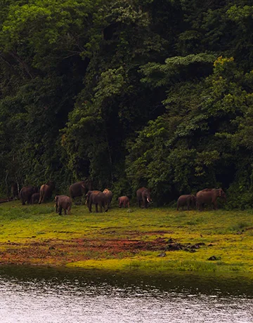 Chimmini Wildlife Sanctuary